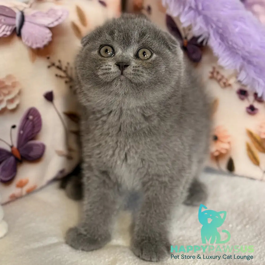 Potapuf Scottish Fold male blue - live animals