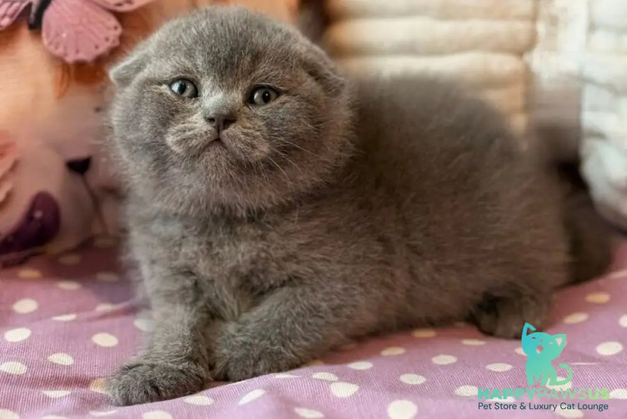 Potapuf Scottish Fold male blue - live animals