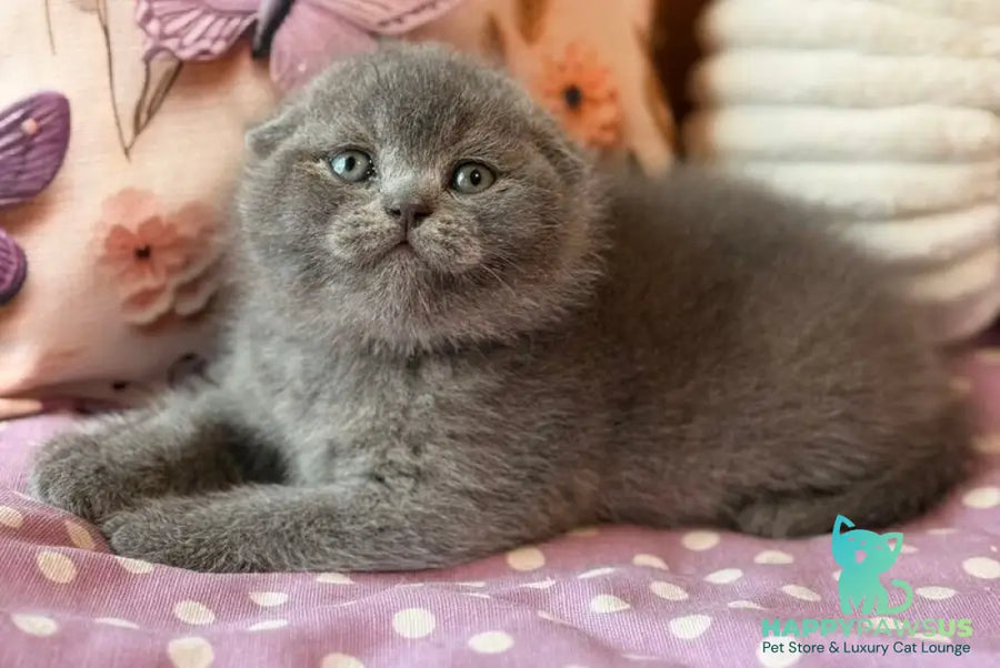 Potapuf Scottish Fold male blue - live animals