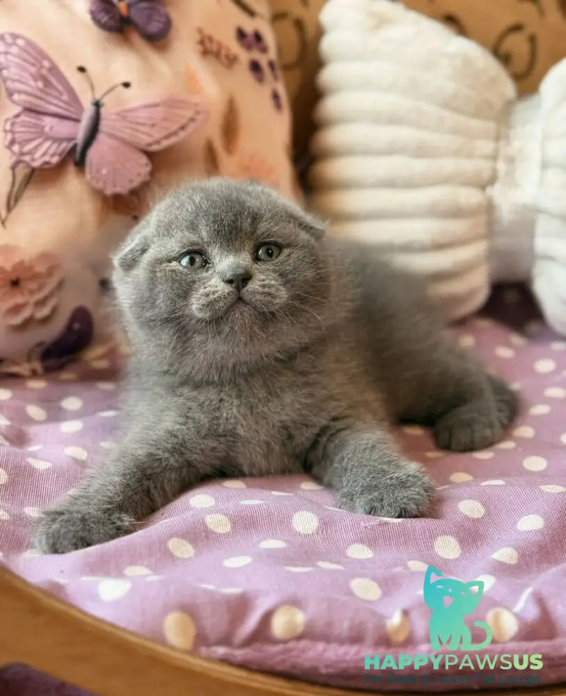 Potapuf Scottish Fold male blue - live animals