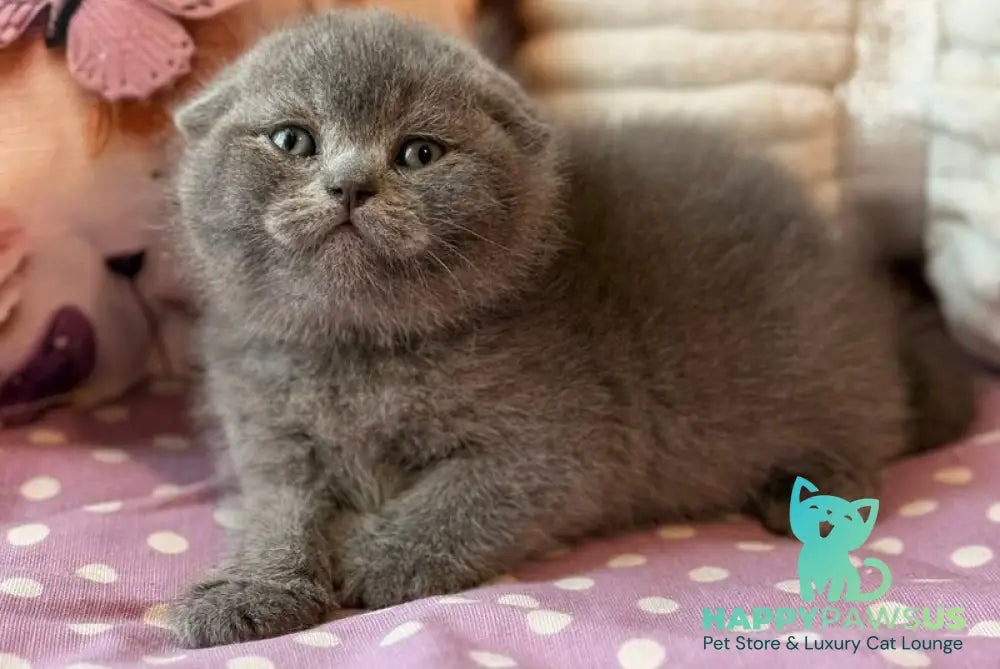 Potapuf Scottish Fold male blue - live animals