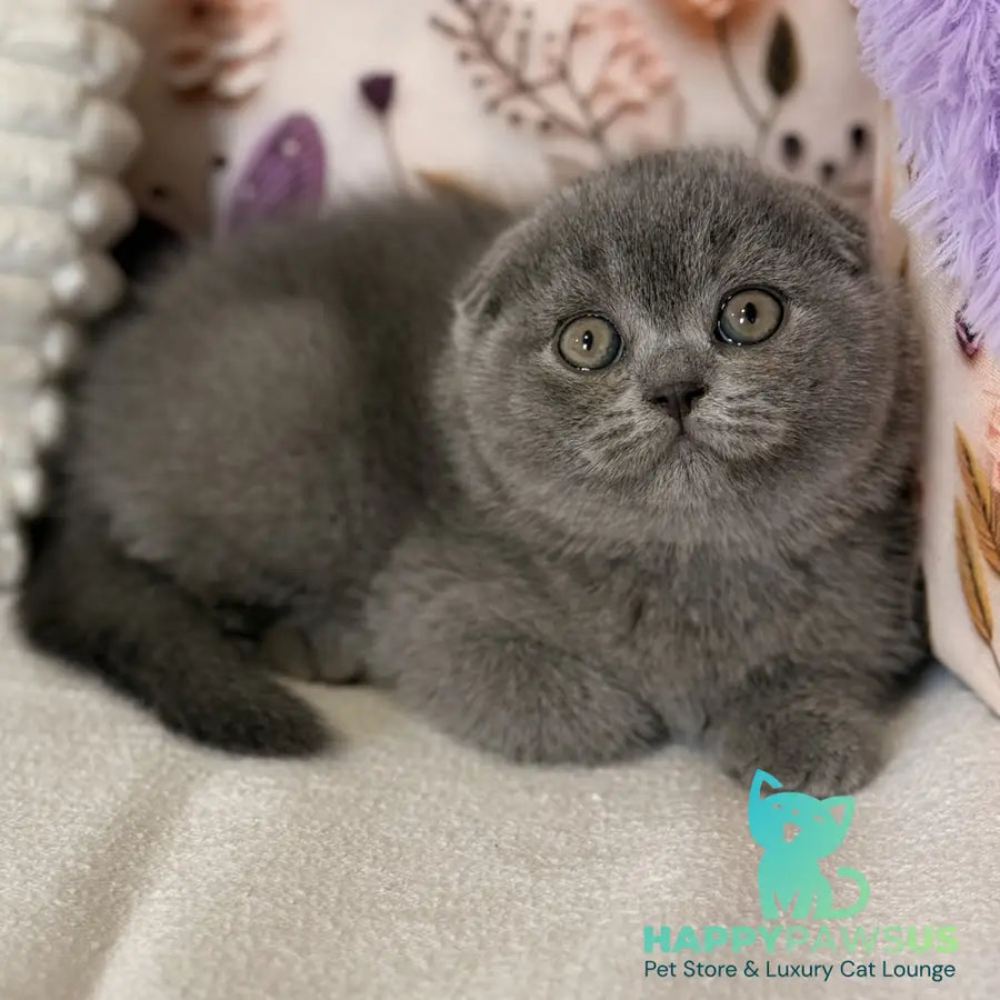 Potapuf Scottish Fold male blue - live animals