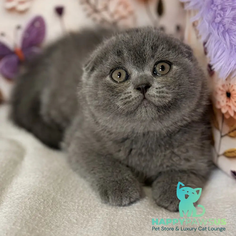 Potapuf Scottish Fold male blue - live animals