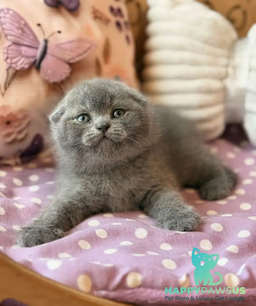 Potapuf Scottish Fold male blue - live animals