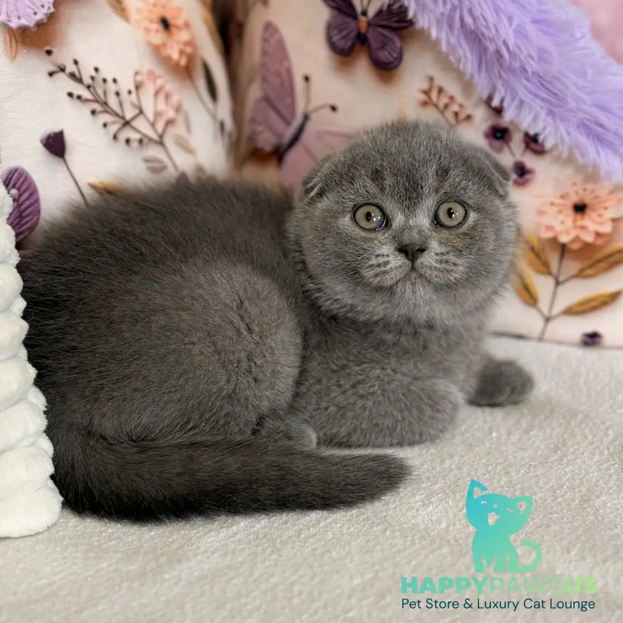 Potapuf Scottish Fold male blue - live animals