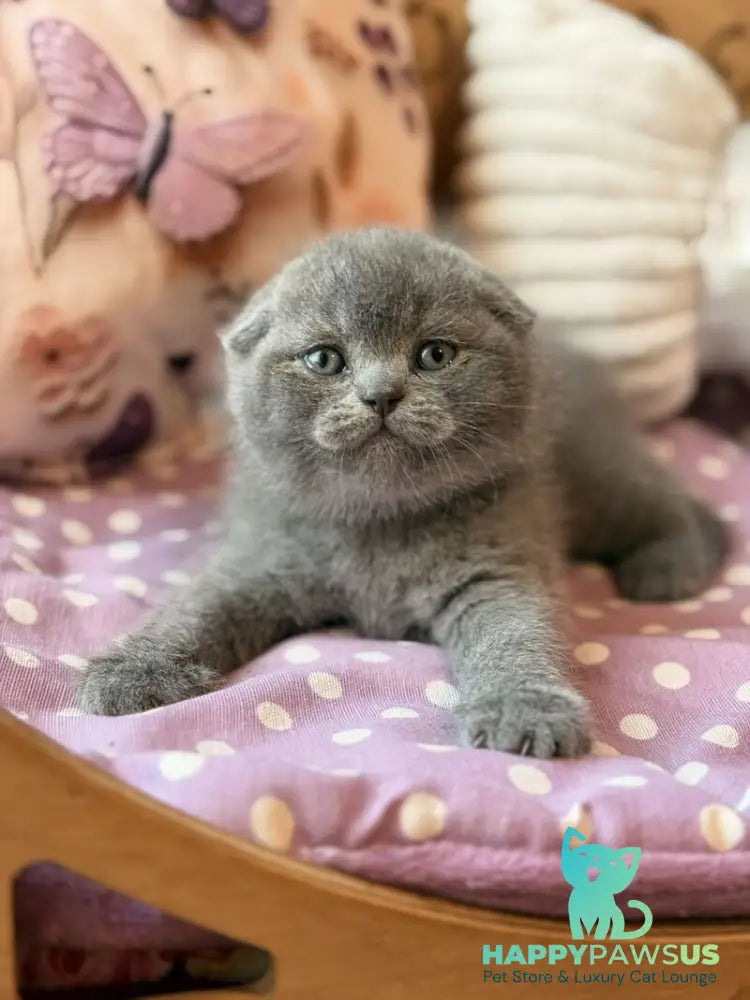 Potapuf Scottish Fold male blue - live animals