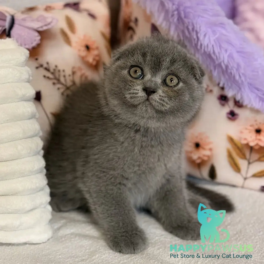 Potapuf Scottish Fold male blue - live animals