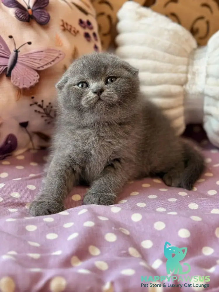 Potapuf Scottish Fold male blue - live animals