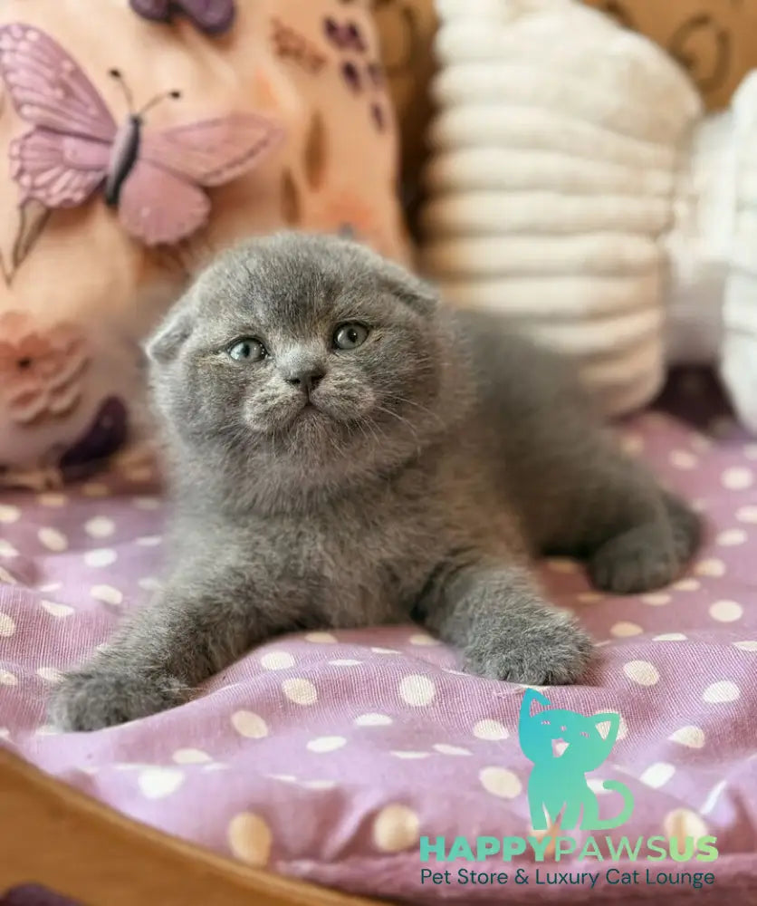 Potapuf Scottish Fold male blue - live animals