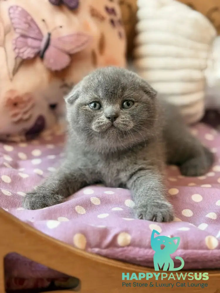 Potapuf Scottish Fold male blue - live animals