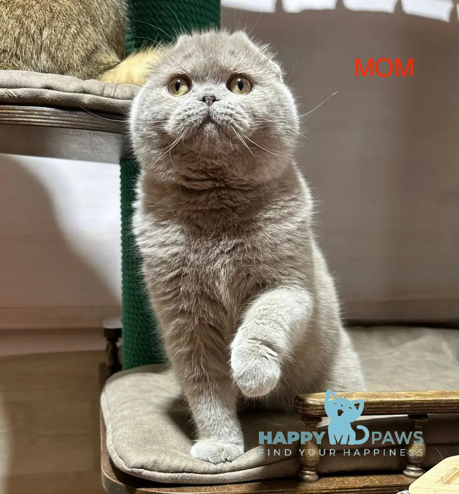 Potapuf Scottish Straight male lilac live animals