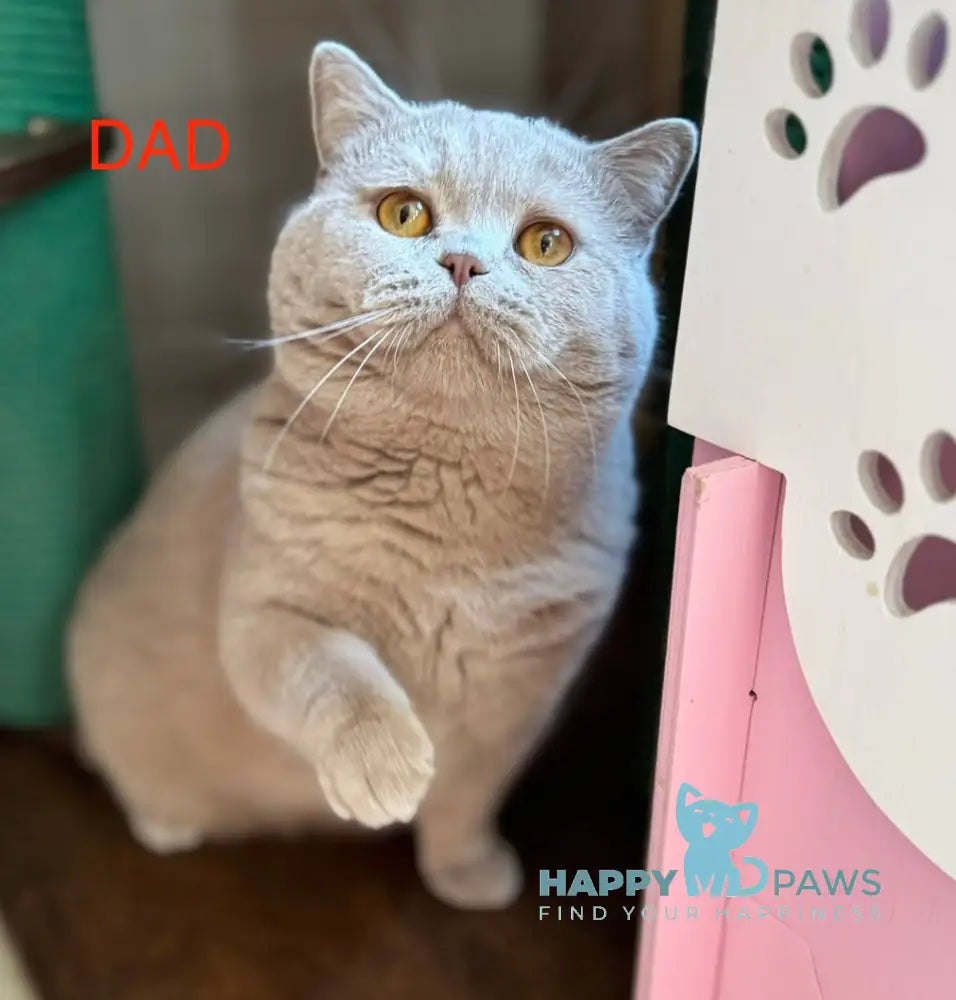 Potapuf Scottish Straight male lilac live animals