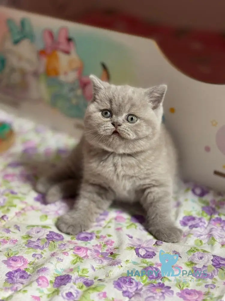 Potapuf Scottish Straight male lilac live animals