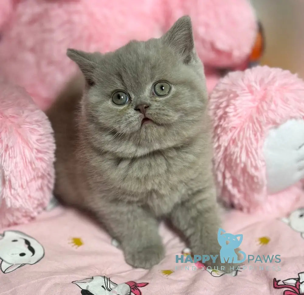 Potapuf Scottish Straight male lilac live animals