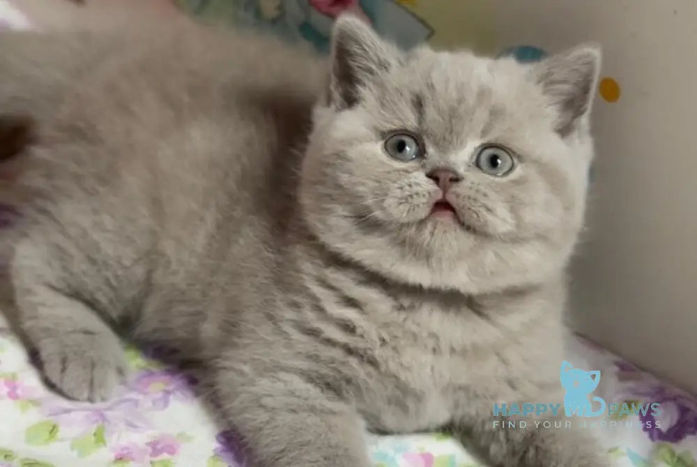 Potapuf Scottish Straight male lilac live animals