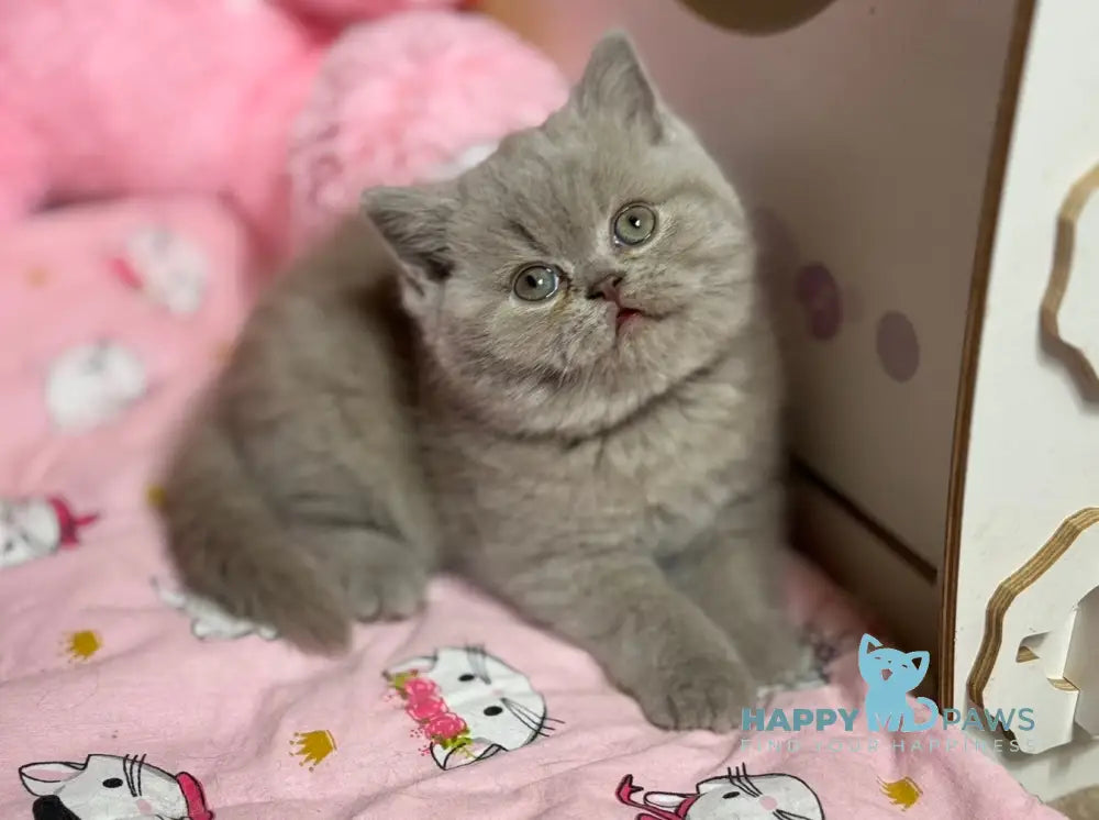 Potapuf Scottish Straight male lilac live animals