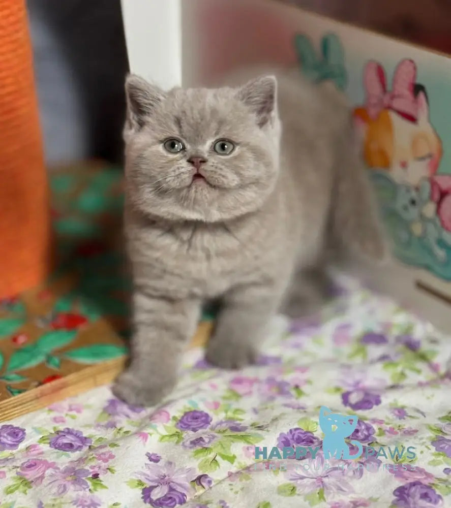 Potapuf Scottish Straight male lilac live animals