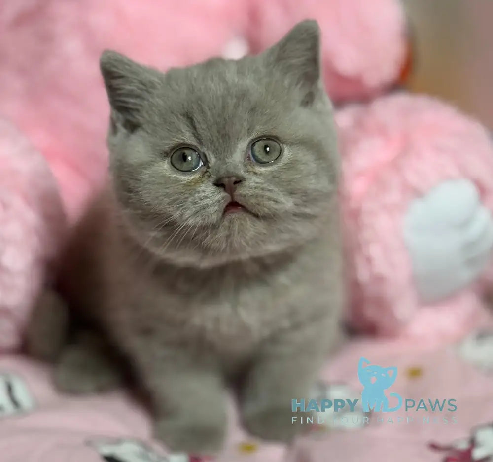 Potapuf Scottish Straight male lilac live animals