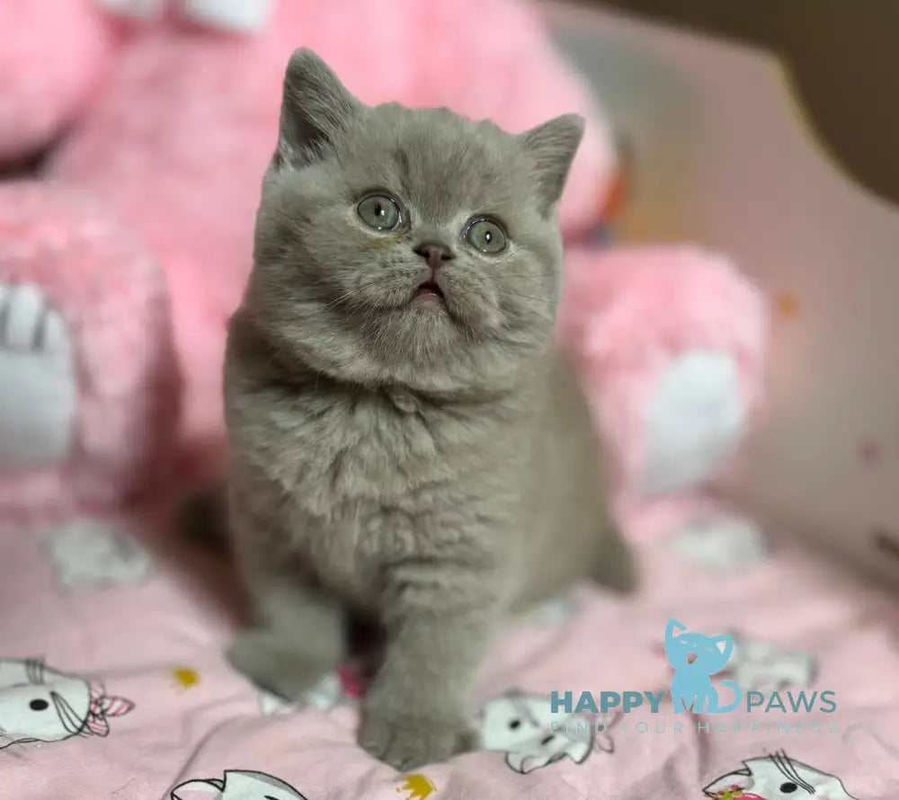 Potapuf Scottish Straight male lilac live animals