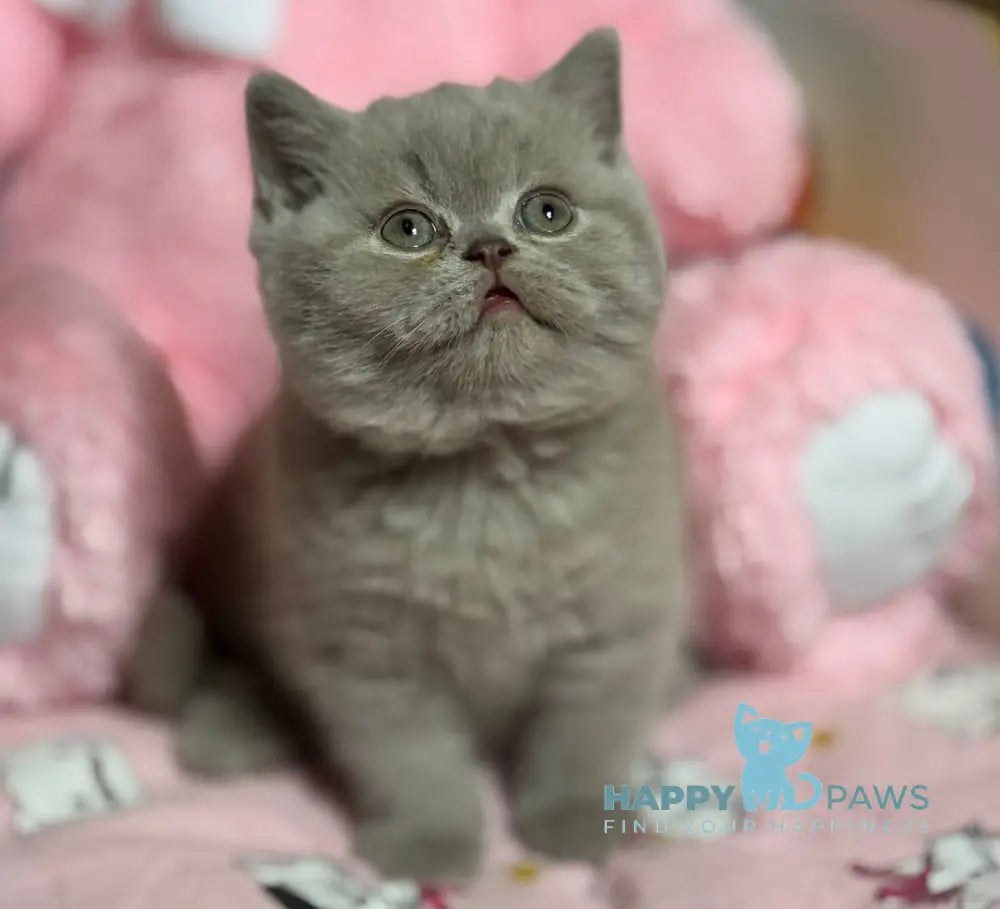 Potapuf Scottish Straight male lilac live animals