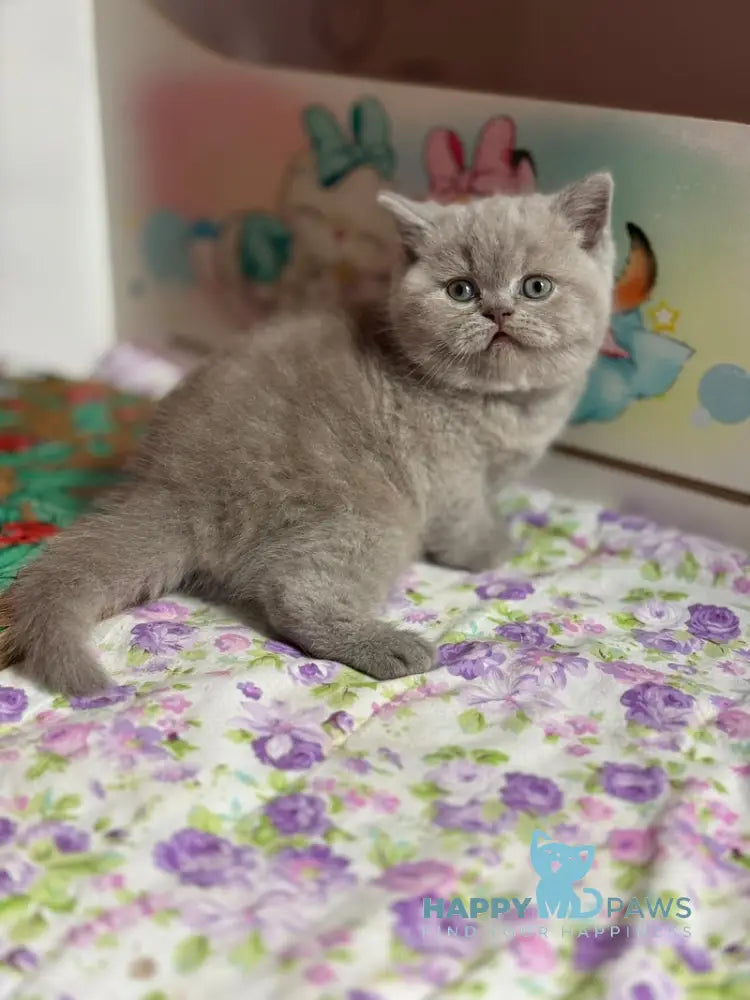 Potapuf Scottish Straight male lilac live animals