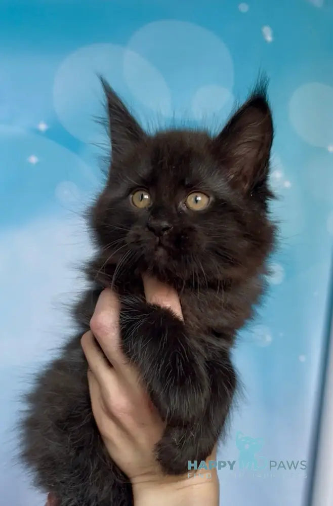 Prada Maine Coon female black silver live animals