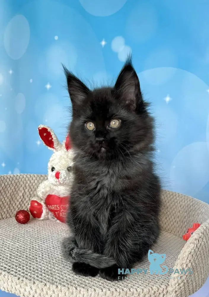 Prada Maine Coon female black silver live animals