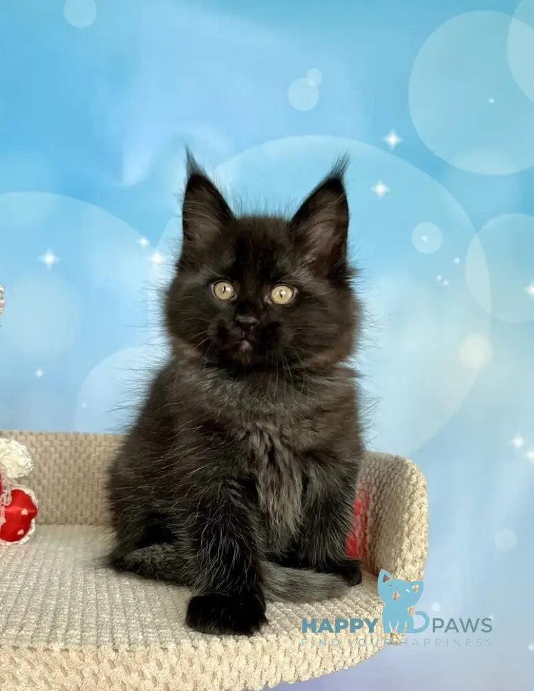 Prada Maine Coon female black silver live animals