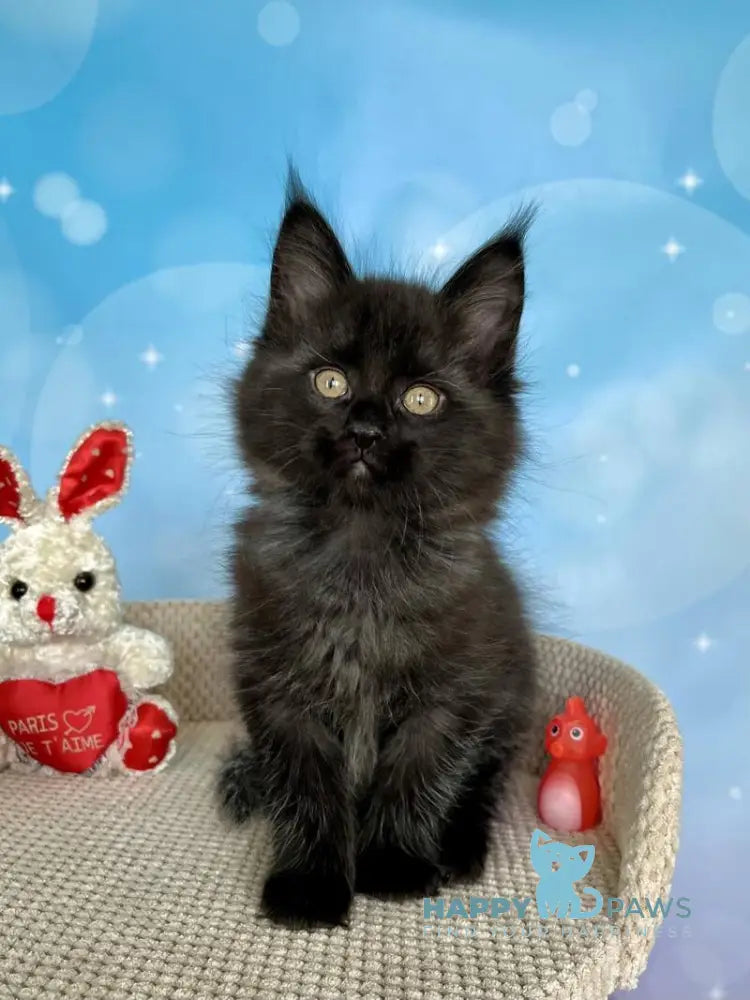 Prada Maine Coon female black silver live animals