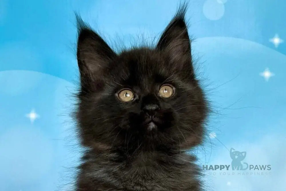 Prada Maine Coon female black silver live animals