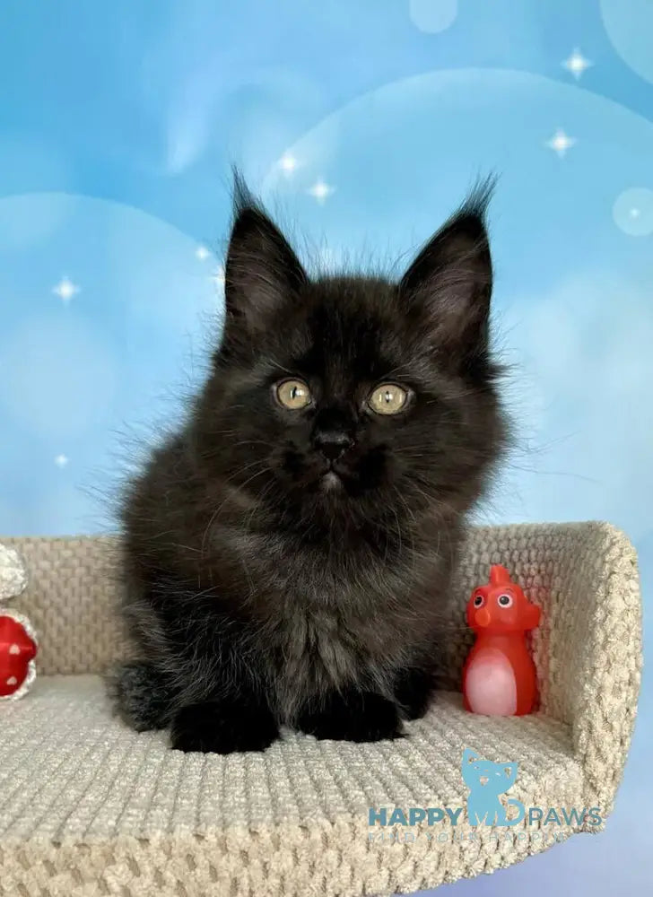 Prada Maine Coon female black silver live animals