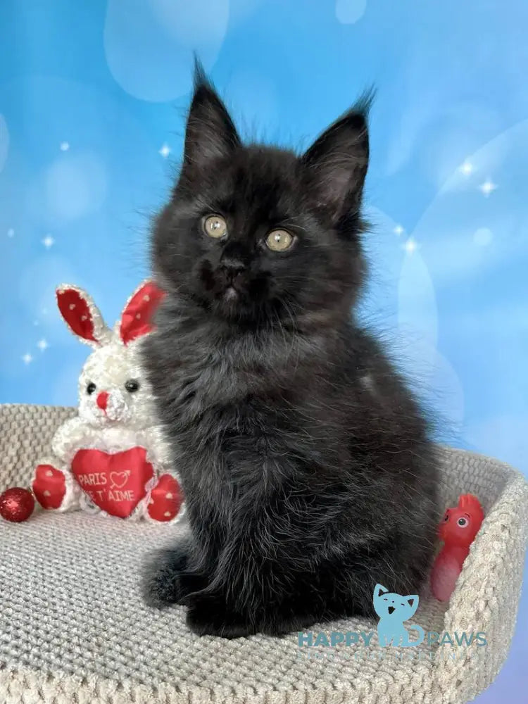 Prada Maine Coon female black silver live animals