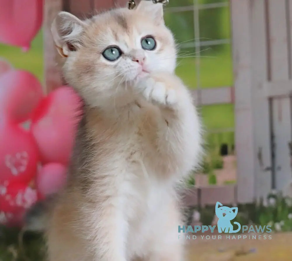 Preston British Shorthair male black golden chinchilla live animals
