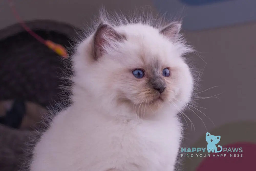 Preston Ragdoll male blue mitted live animals