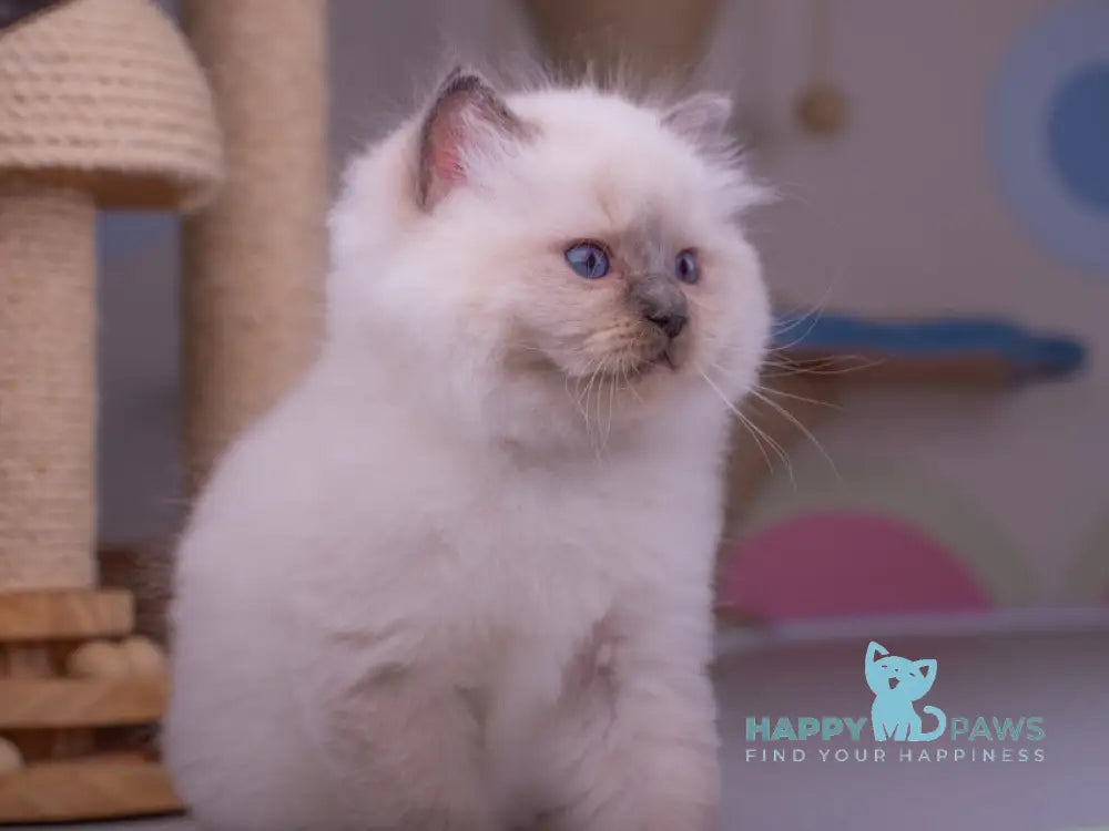 Preston Ragdoll male blue mitted live animals