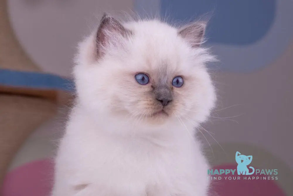 Preston Ragdoll male blue mitted live animals