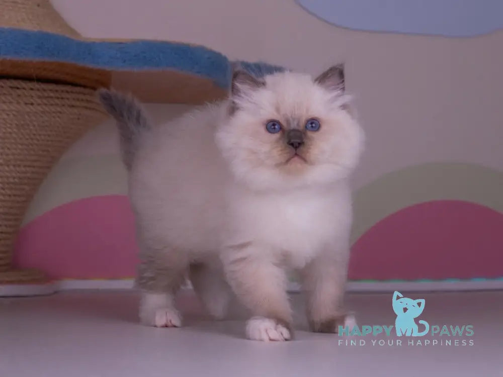 Preston Ragdoll male blue mitted live animals