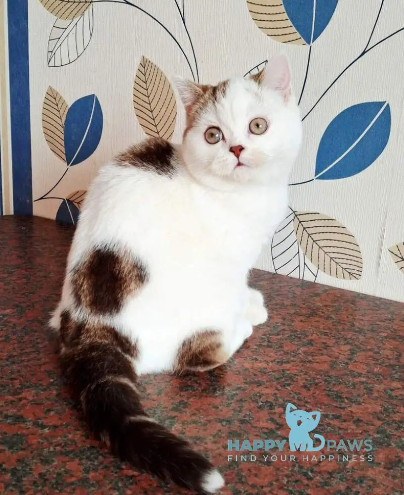 Pretty Baby Scottish Straight female black tabby harlequin live animals