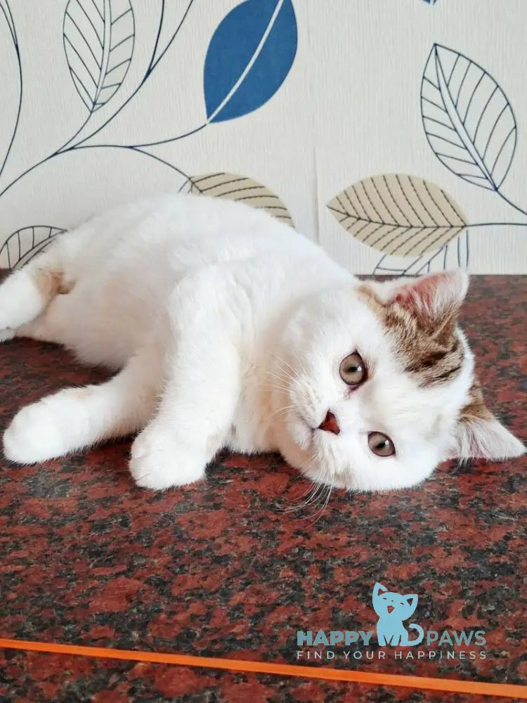 Pretty Baby Scottish Straight female black tabby harlequin live animals