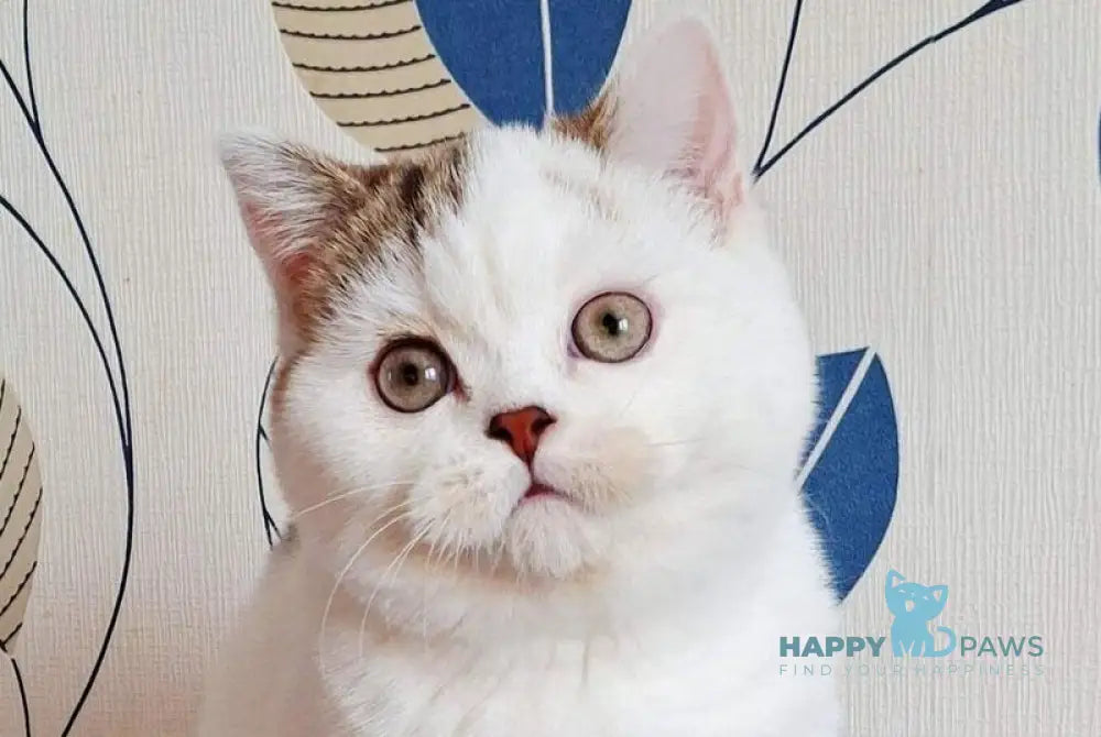 Pretty Baby Scottish Straight female black tabby harlequin live animals