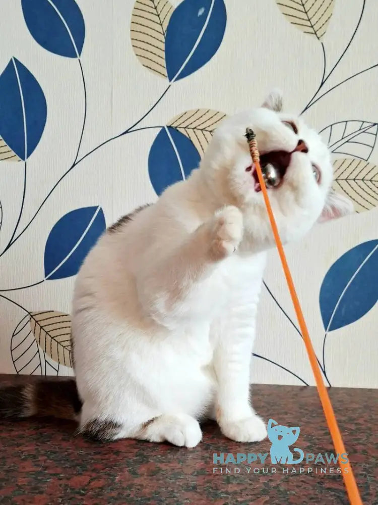 Pretty Baby Scottish Straight female black tabby harlequin live animals