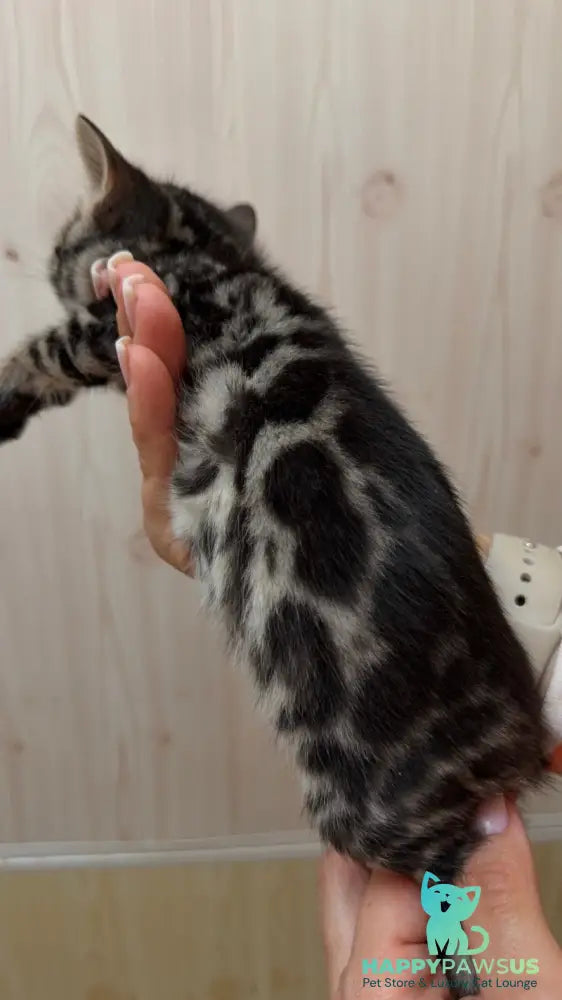 Pretty Bengal female black spotted tabby - live animals