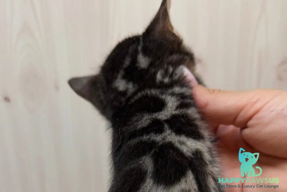 Pretty Bengal female black spotted tabby - live animals