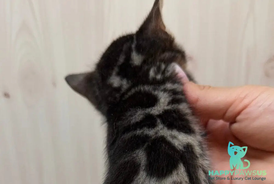 Pretty Bengal female black spotted tabby - live animals