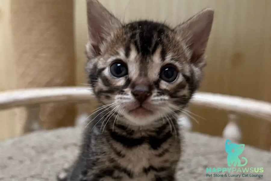 Pretty Bengal female black spotted tabby - live animals