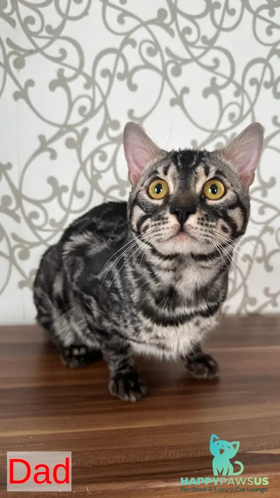 Pretty Bengal female black spotted tabby - live animals