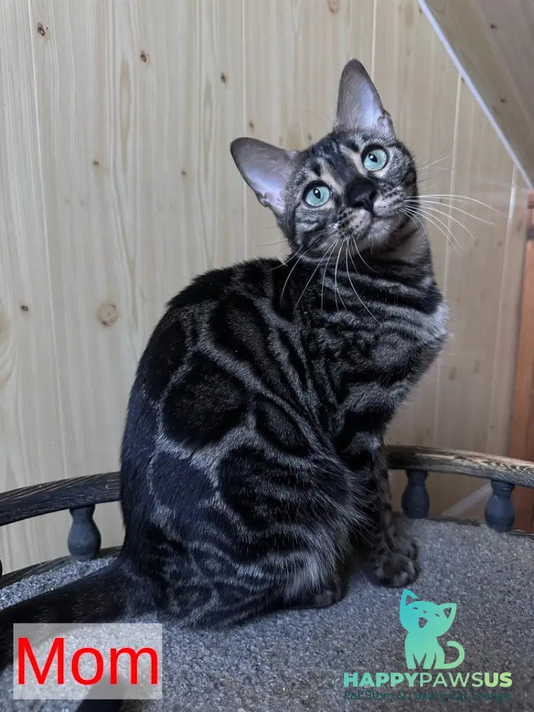 Pretty Bengal female black spotted tabby - live animals
