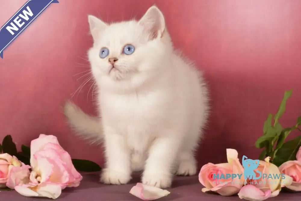 Pretty Scottish Straight female chocolate golden ticked tabby pointed live animals
