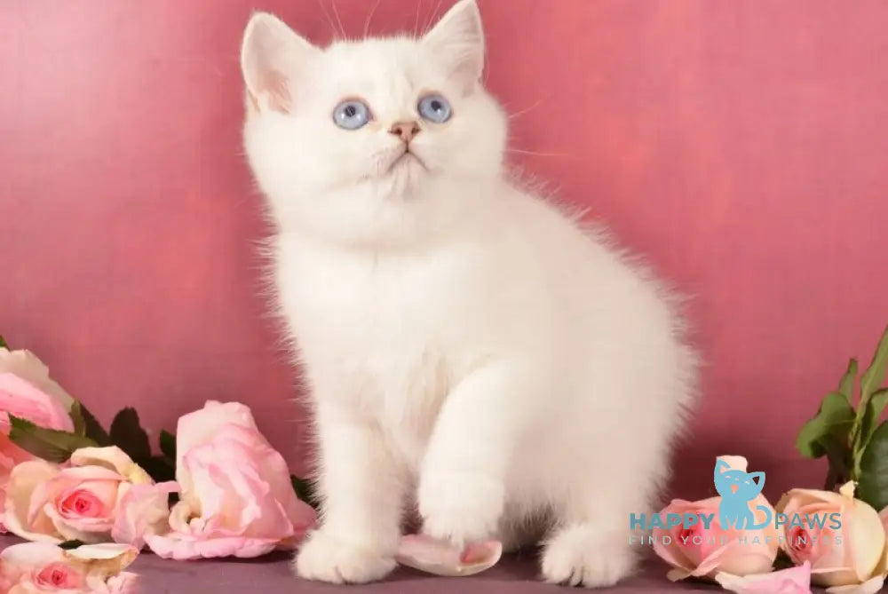 Pretty Scottish Straight female chocolate golden ticked tabby pointed live animals