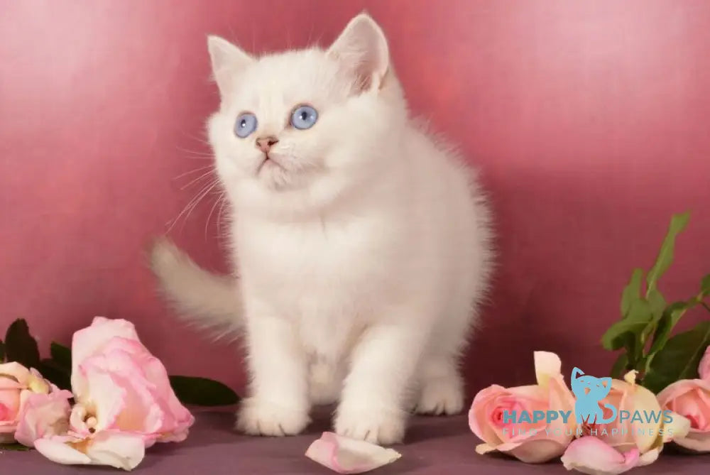 Pretty Scottish Straight female chocolate golden ticked tabby pointed live animals